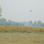 Vraj-Yatra-2014- (385)